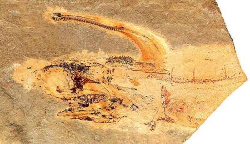 99,9% видов на Земле исчезли в результате глобального потепления