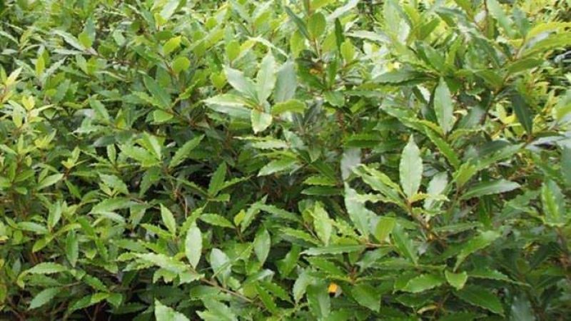 Необычные свойства лаврового листа