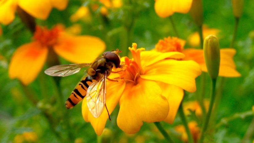 Жаркая и сухая погода ожидается в Казахстане