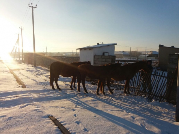 В Кентау организовали «штрафстоянку» для бесхозного домашнего скота