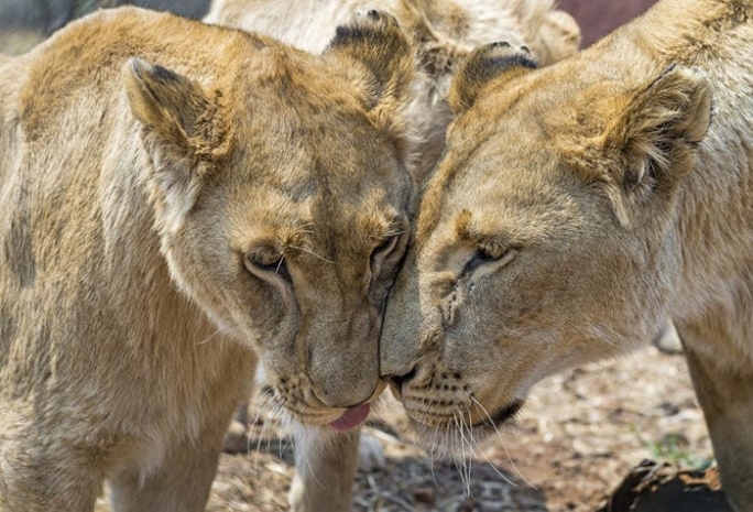Гомосексуальность обусловлена природой