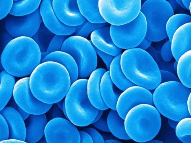 Вы у нас «голубых кровей»!