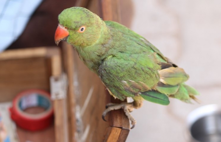 В Индии два злоумышленника пытались похитить 60 попугаев