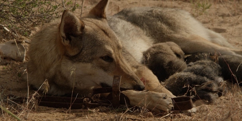 Фильм «Аруах» выходит в прокат в Казахстане