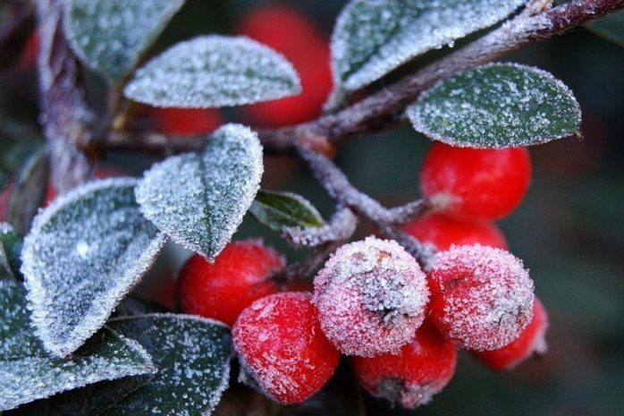 Заморозки ожидаются в трех областях Казахстана