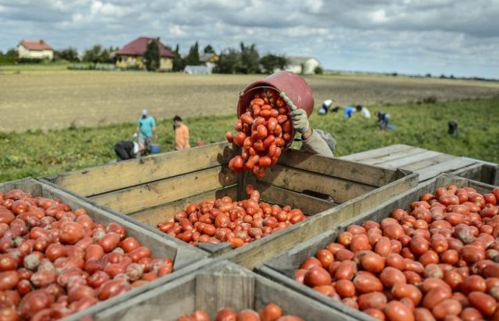 ЕС «серьезно пострадает» от продовольственного эмбарго России