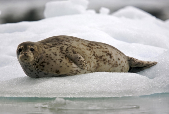 Места размножения тюленей разрушают ледоколы на Каспии