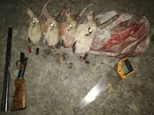 В ЗКО задержаны браконьеры, отрезавшие сайгакам головы