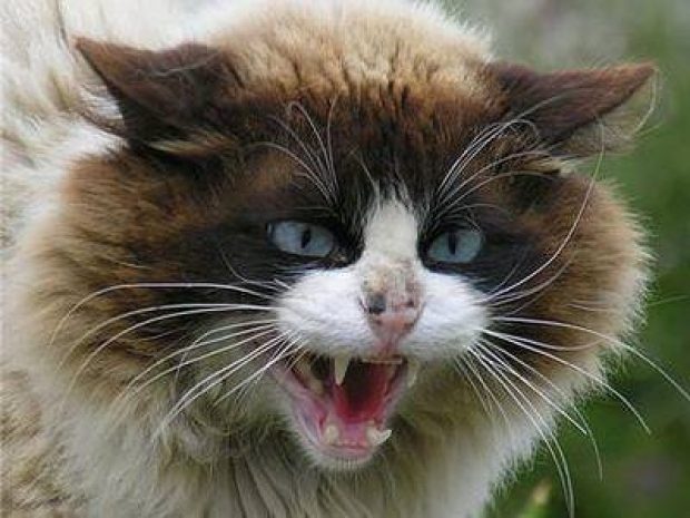 Сибиряк угнал машину ради поездки на похороны кота