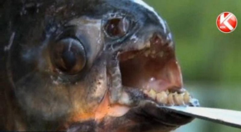 Рыбак поймал пиранью в Ишиме в Петропавловске