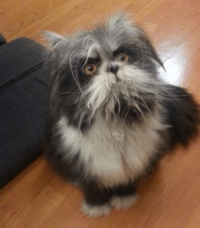 Канадский «котопёс» поставил в тупик пользователей соцсетей