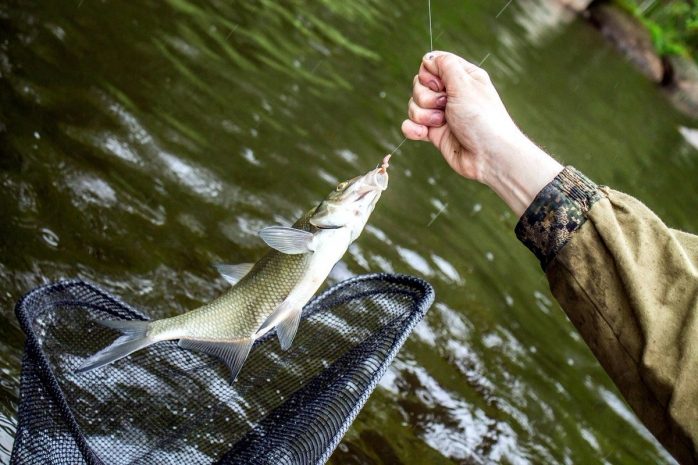 От каких видов рыб можно заразиться паразитами