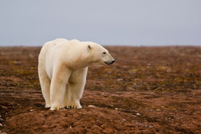 Белая медведица умерла в зоопарке от тоски по подруге