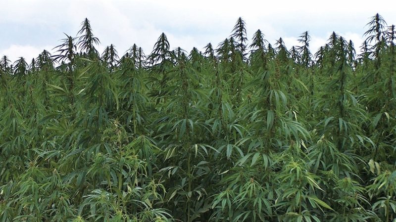 Текстильное предприятие с переработкой конопли откроют в Талдыкоргане