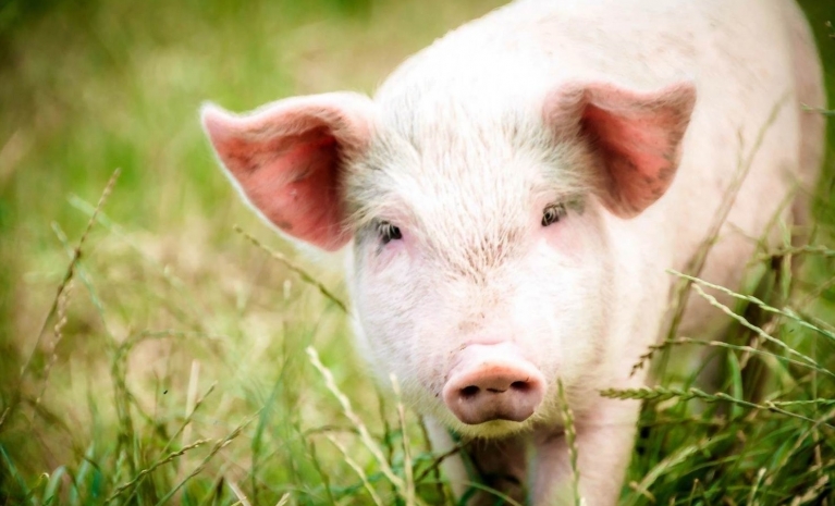 Американским ученым удалось оживить мозг свиньи