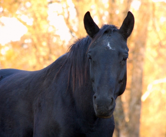 В Акмолинской области от падения с лошади умер мальчик