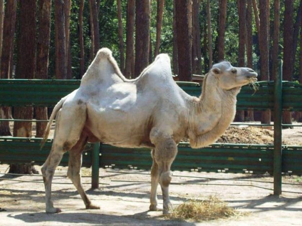 Казахстанцы хотят первыми совершить кругосветку на верблюдах