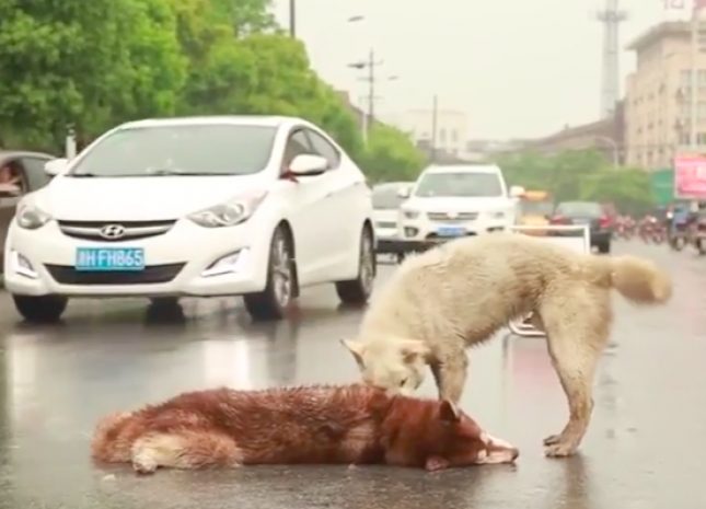 В Китае дворняга попыталась «оживить» погибшего на дороге хаски