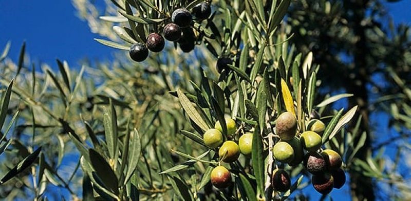 Новая бактерия разоряет Италию