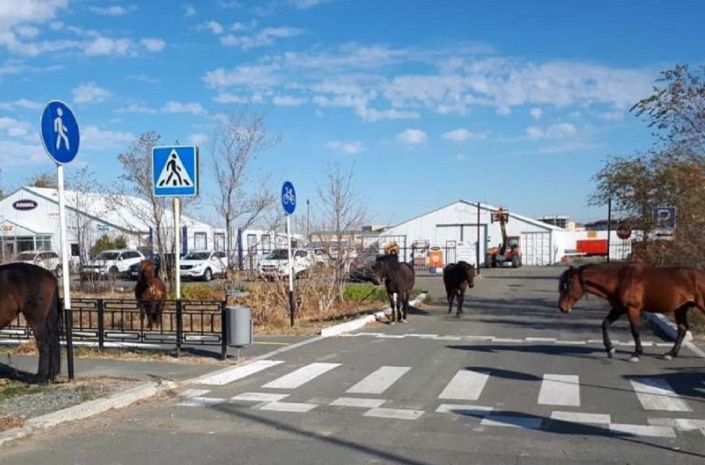 Табун лошадей забрали на штрафстоянку в Атырау