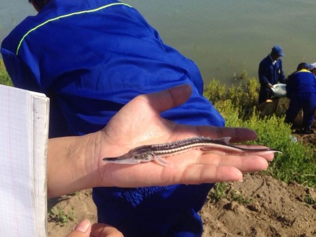 В реку Урал выпустили 733 тысяч мальков севрюгиЭксклюзив