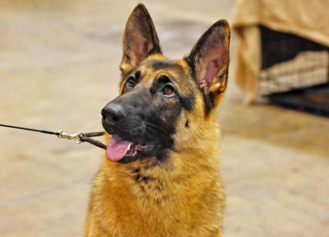 5 килограмм гашиша изъято полицейскими в Алматинской области