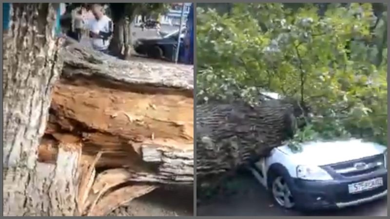 Огромное дерево упало на автомобили у Зеленого базара в Алматы