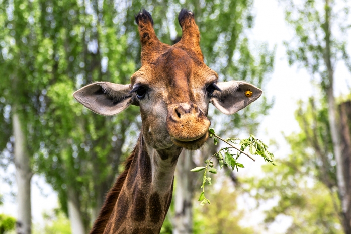 Казахстанцев попросили помочь подобрать имя для жирафенка