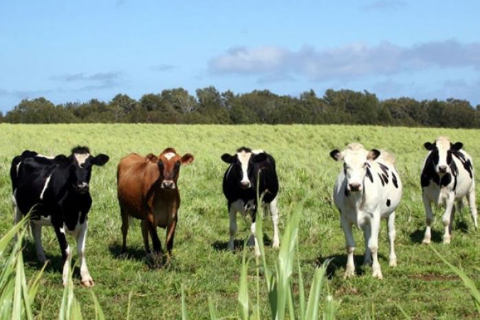 В Казахстане снижается число крупного рогатого скота