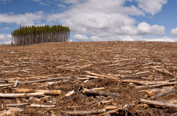 Более 3 тысяч квадратных километров леса вырублено за 19 лет на Земле