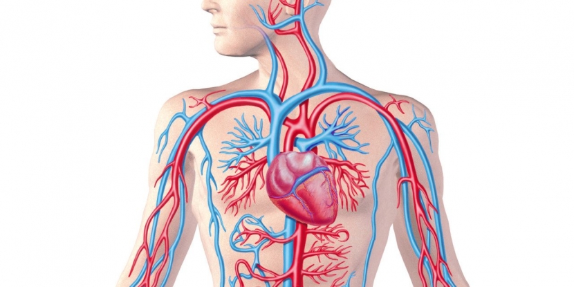 Учёные научились восстанавливать кровеносные сосуды