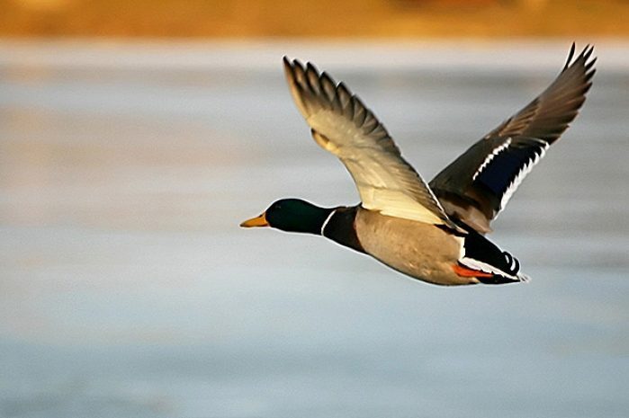 Охотники критикуют новый проект правил охотыЭксклюзив