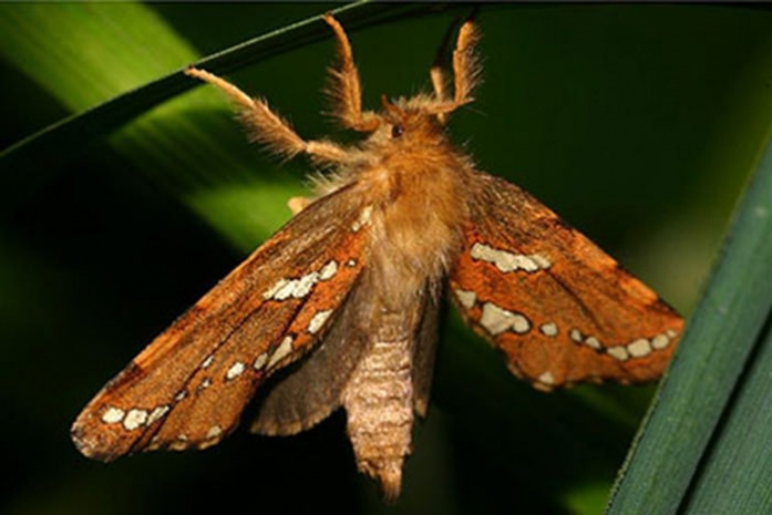 Биологи нашли конкурентов человека по сложности половой жизни