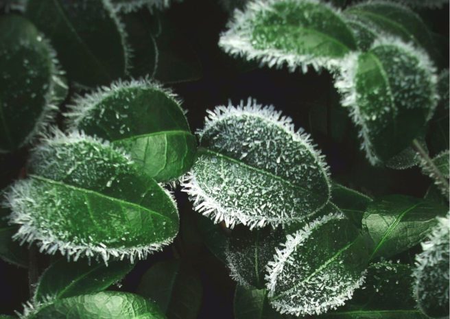 Ночные заморозки ожидаются на северо-востоке Казахстана