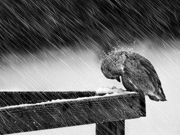 Метель и порывистый ветер прогнозируют в СКО