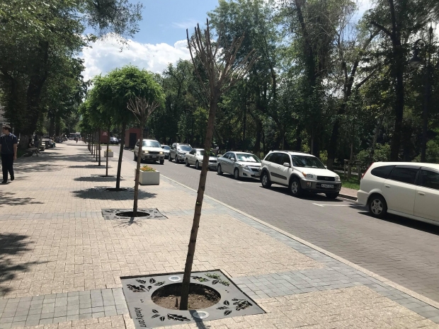 Новые подробности о компании-поставщике деревьев на улицу Панфилова