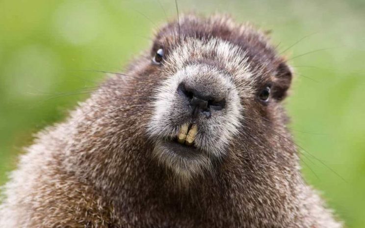 Электронный сурок предскажет продолжительность зимы в Казахстане