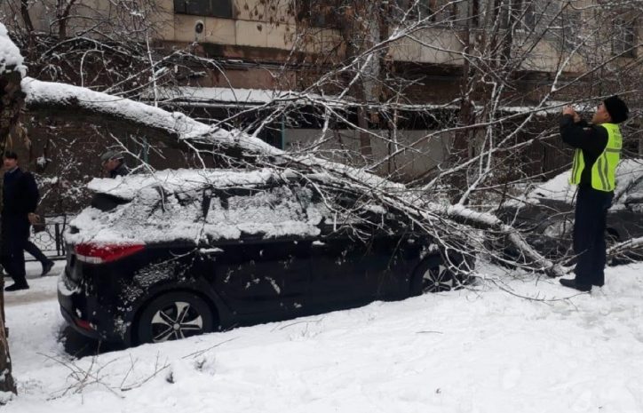 Восемь деревьев упало из-за снегопада в Алматы