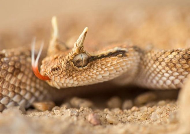 Как фотографировать змей?