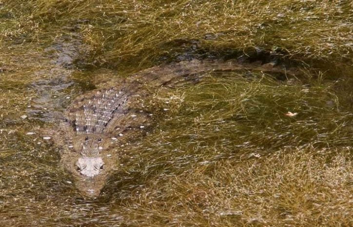 В ЮАР крокодил убил гольфиста