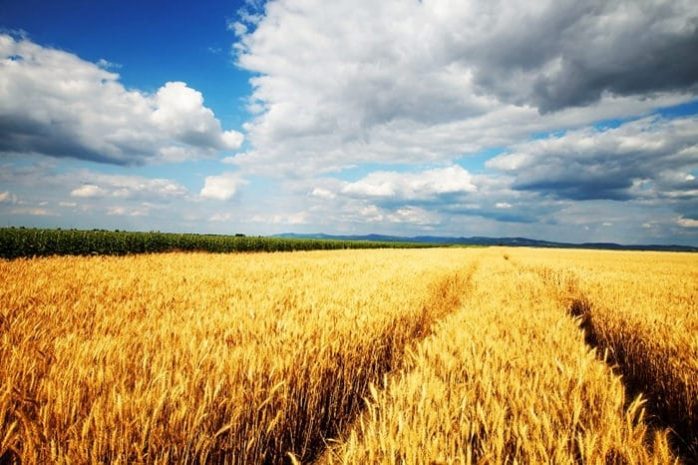 Афганистан почти вдвое увеличил импорт пшеницы из РК