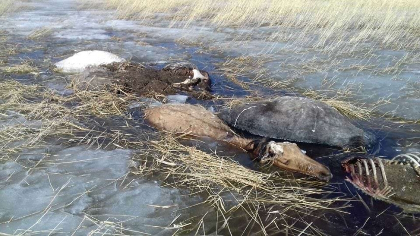 На владельцев лошадей, замерзших во льду, полицейские подадут в суд (ФОТО)