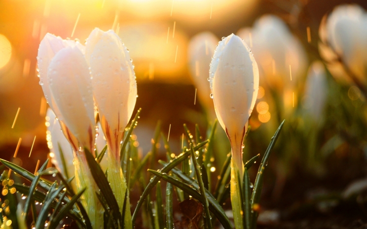 Ясная погода ожидает казахстанцев на Наурыз