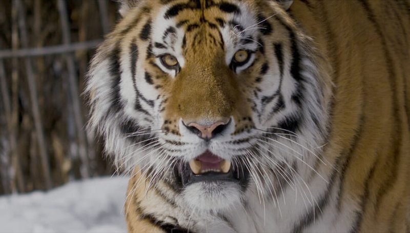 Людей обвинили в шестом массовом вымирании видов на Земле