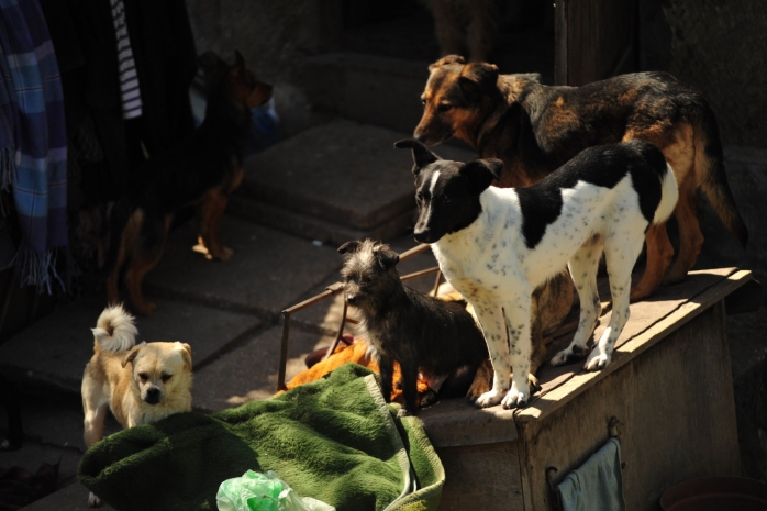 О нарушениях в работе ветслужбы заявили зоозащитники Алматы
