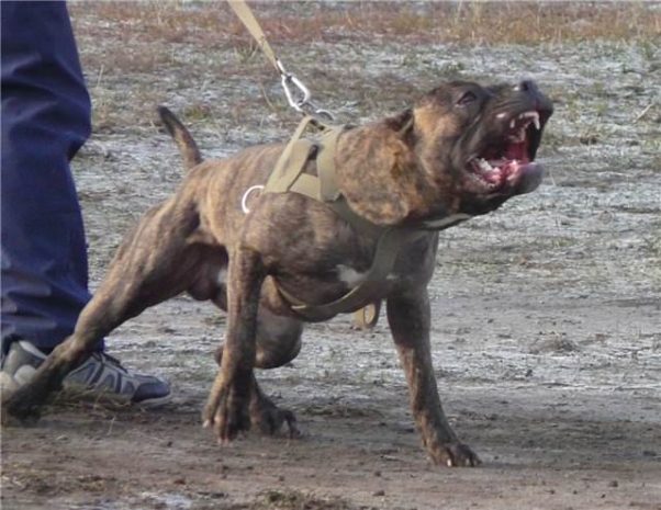 В Караганде двое полицейских убили питбуля