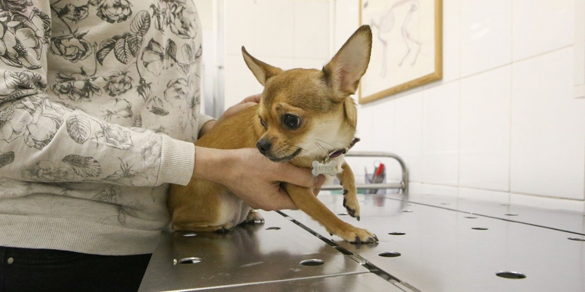 Вакцинация сельскохозяйственных и домашних животных началась в Алматы