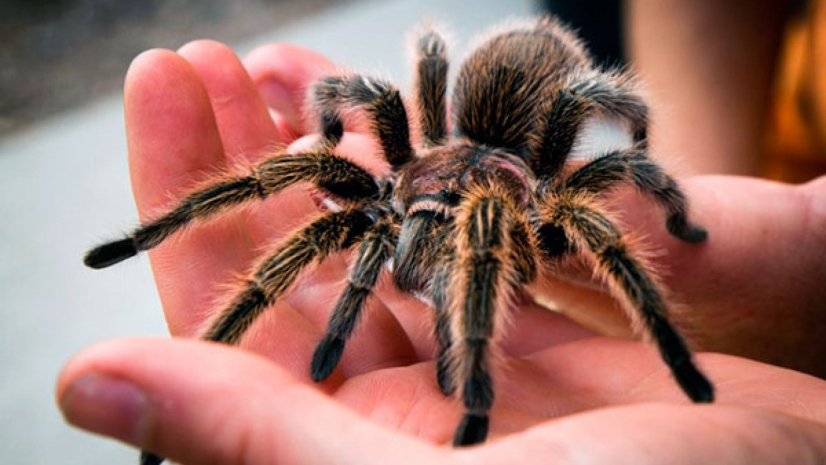 Таможня нашла сотни тарантулов в пачках печенья из Польши