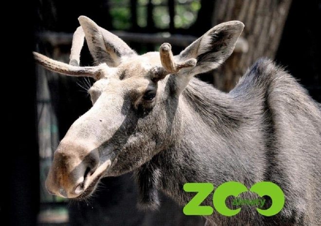 Очередная потеря в зоопарке Алматы