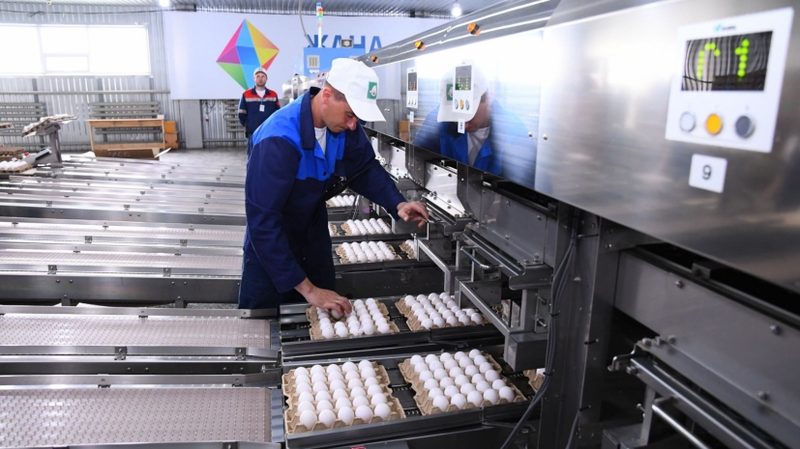 Проект «Умной птицефабрики» в Рудном повысил производство в 35 раз